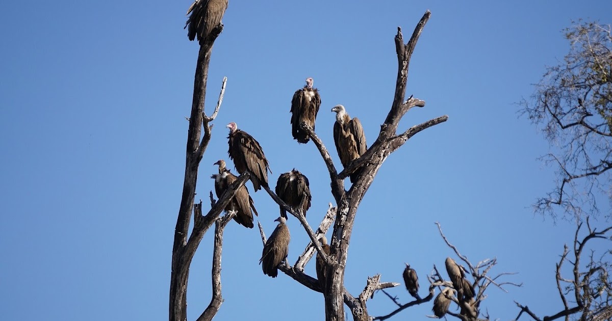 Why don’t vultures get food poisoning on eating rotten meat?