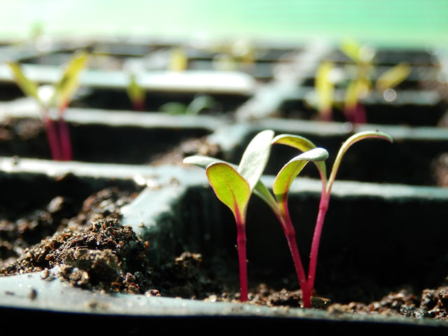 Beetroot and chard seedlings