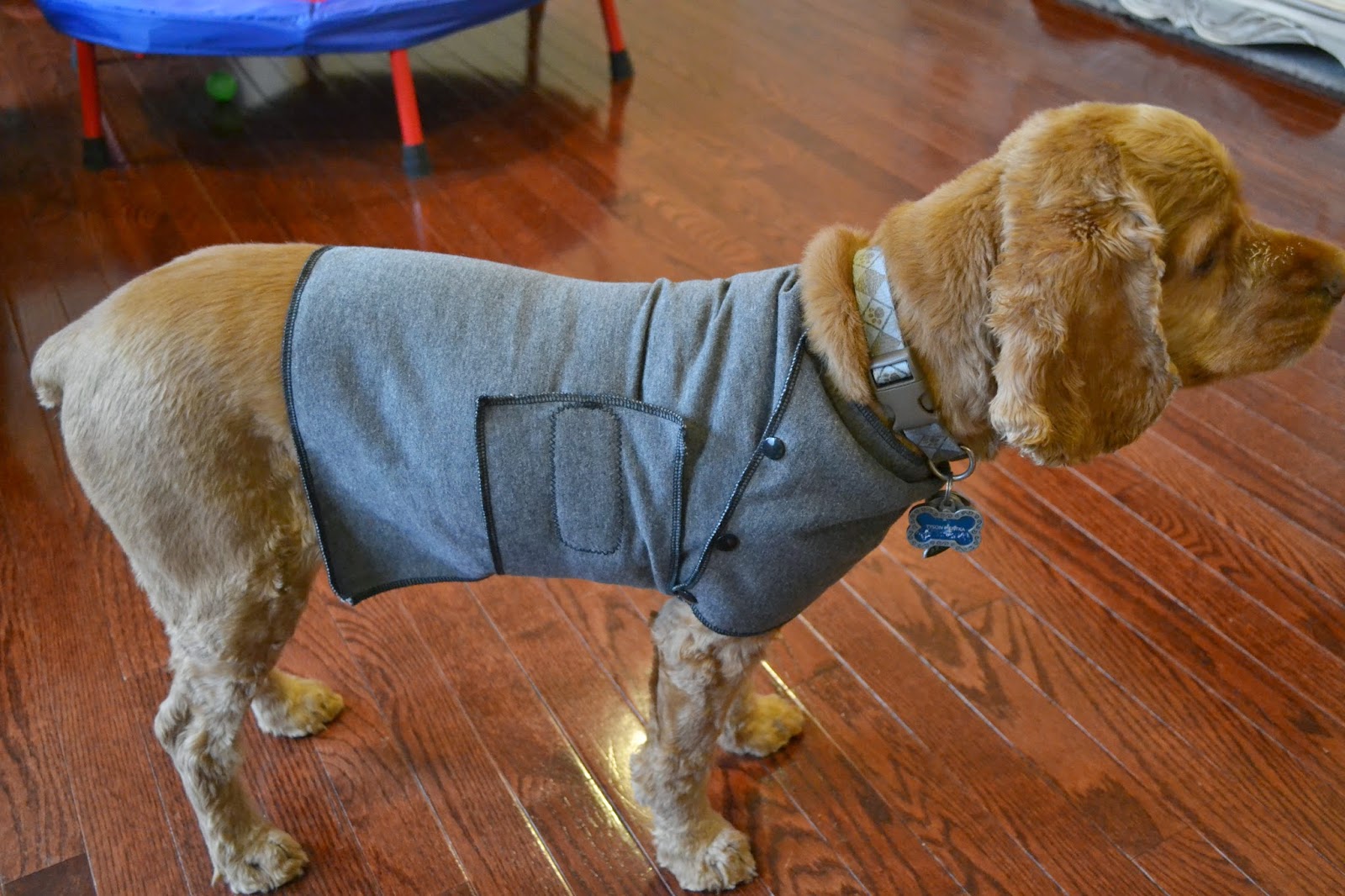 Anxiety Vest for Dogs, DIY | DIY Danielle