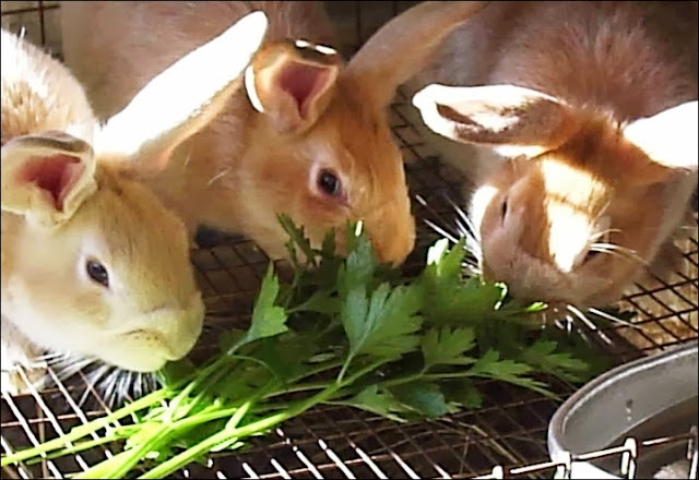 Cara memelihara kelinci di rumah agar sehat dah gemuk