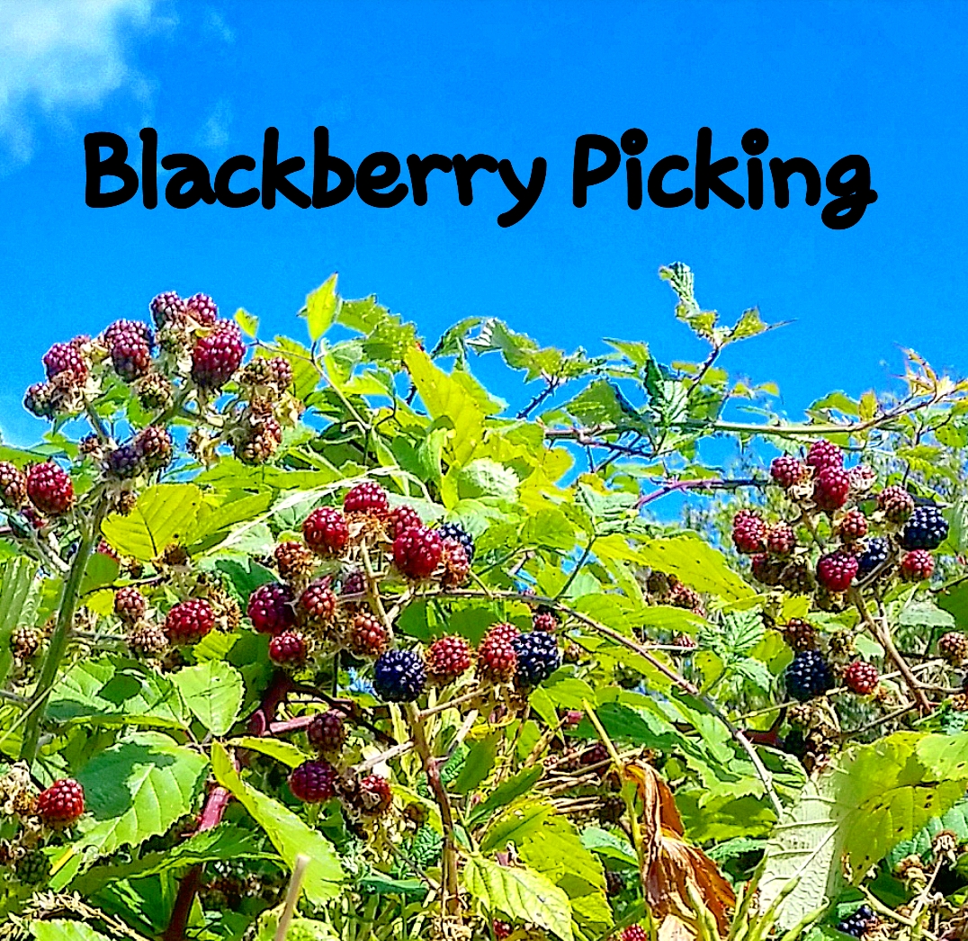 Inside Martyn's Thoughts Blackberry Picking 2016