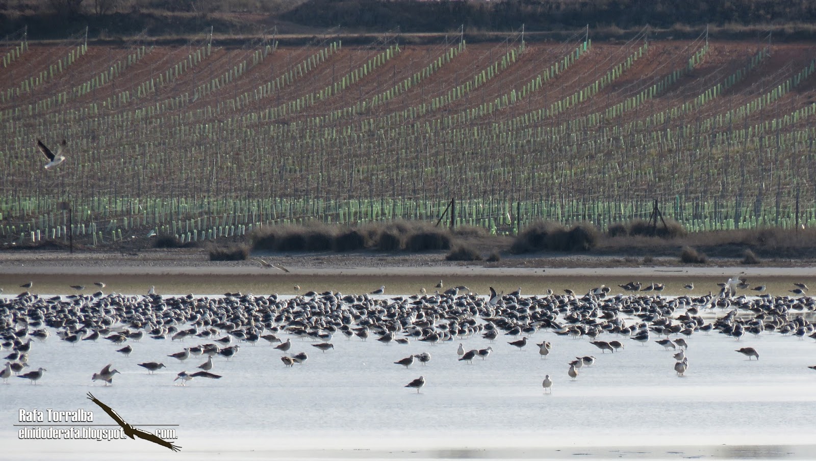 El Nido de Rafa La Mancha Húmeda