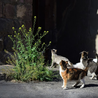 [20 Pics] Met Local people feeding a lot of stray cats. Took in Yerevan.