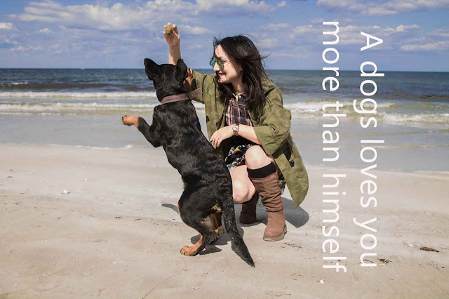100+ hilarious instagram good captions for dogs pictures 100+ hilarious instagram good captions for dogs pictures
