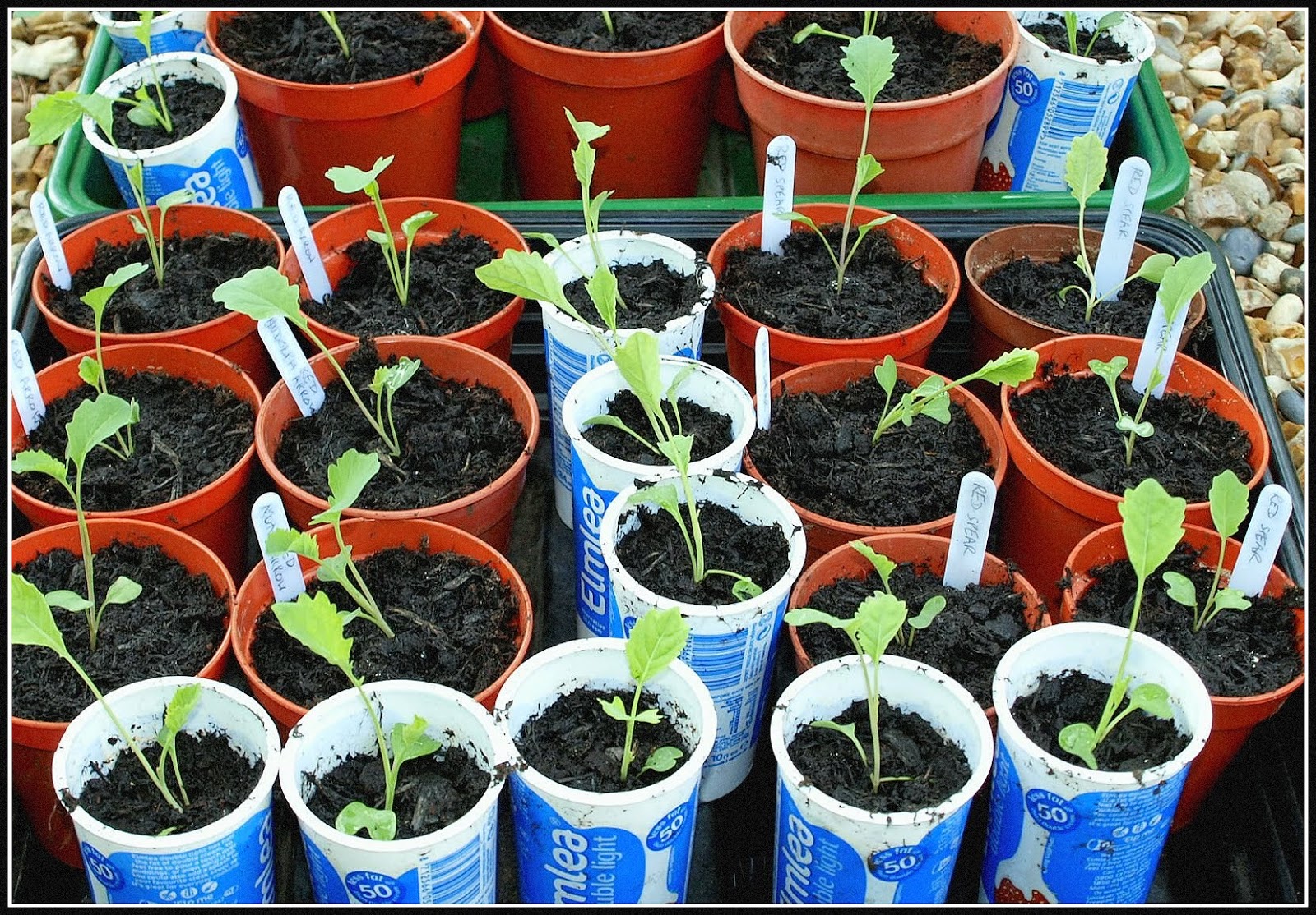 Mark's Veg Plot Brassica seedlings
