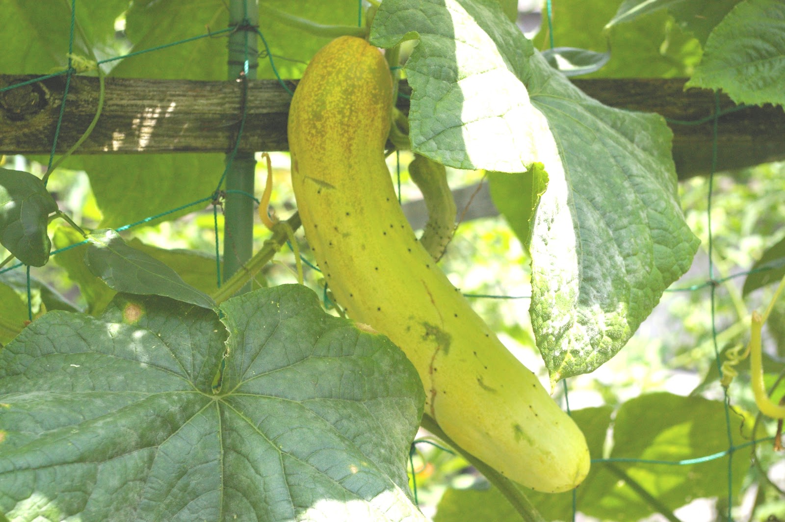 胡瓜2種の初☆収穫٩(｡˃ ᵕ ˂ )وｲｪｰｨ♪ | ウチの庭|дﾟ)カンサツ日誌