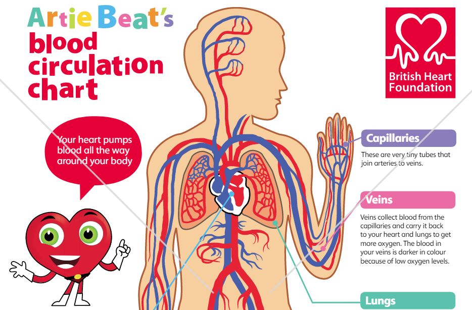 Circulatory System For Grade 6