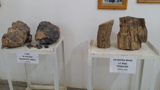 Fósiles de Erfoud