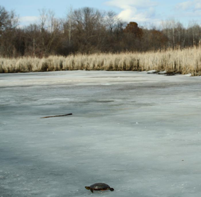 All of Nature Turtle on Ice