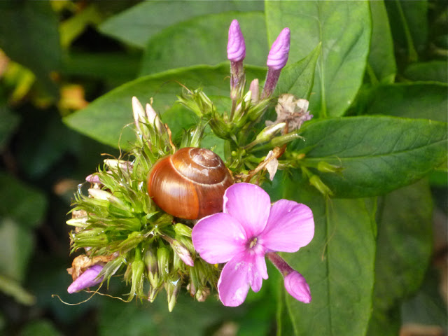 Schnecke an was für einer Blume, Heiner?