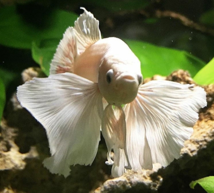 Jenis Jenis Ikan Cupang Hias Dan Aduan Beserta Gambarnya ...