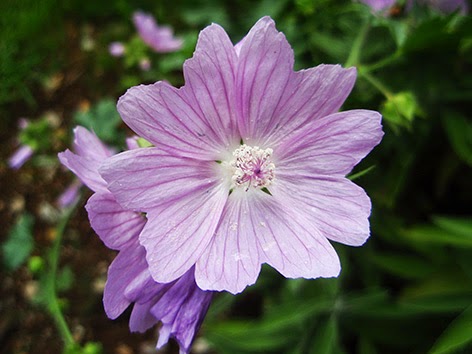 Malva común (Malva sylvestris)
