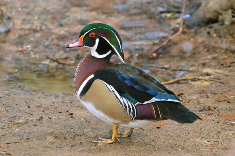 Resultado de imagen para pato de madera