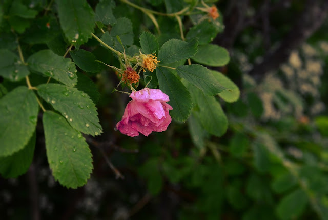 wild rose, rosa acicularis, raindrops, summer, cohanmagazine.blogspot.com