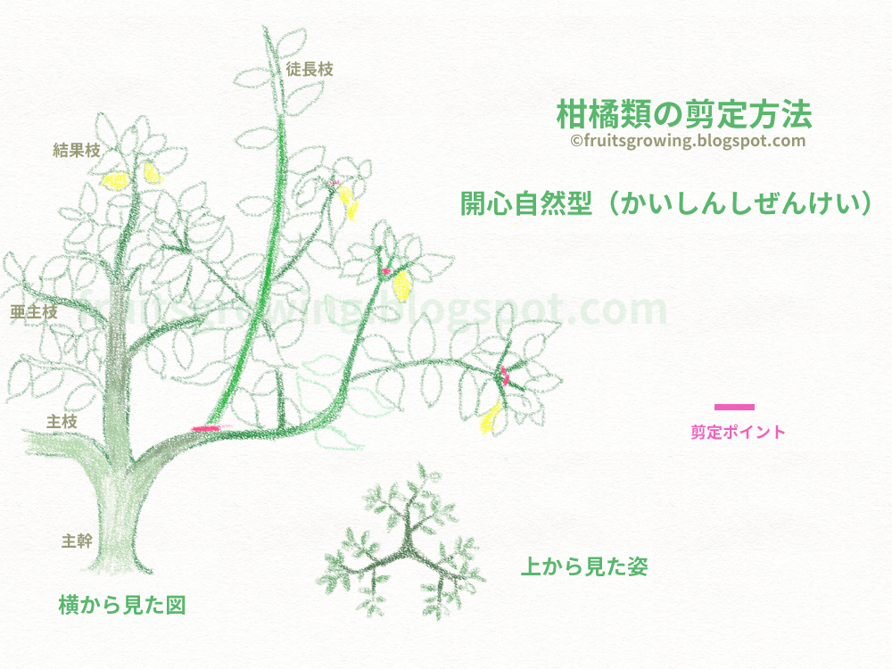 半年収穫できるミカンの育て方 おいしい鉢植え果樹の栽培育て方 自宅を果樹園に