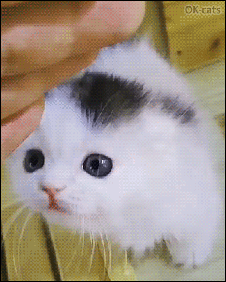 Cute Kiten GIF • Adorable kitty licking finger and rubbing her face. She really ♥ loves her human Cute Kiten GIF • Adorable kitty licking finger and rubbing her face. She really ♥ loves her human