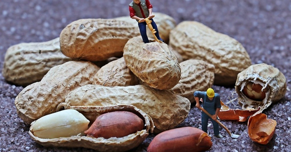 are peanuts bad for dogs