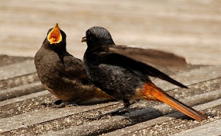 Eneatipo 2: infancia