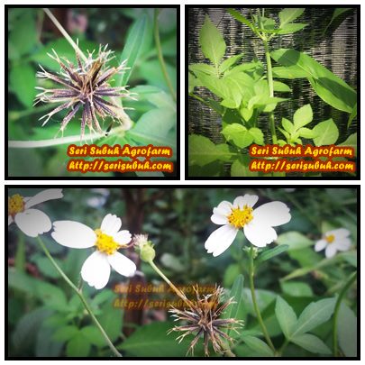 Jualan Benih Anak Pokok Herba Dan Koleksi Artikel Spanish Needle Bidens Pilosa