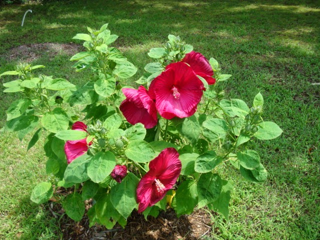HIBISCUS MOSCHEUTOS ROSSO (IBISCO GIGANTE - Foto 6