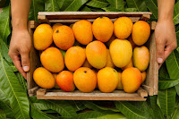 https://www.induspress.com/2021/01/Mango-Benefits-in-Urdu.html https://www.induspress.com/2021/01/Mango-Benefits-in-Urdu.html