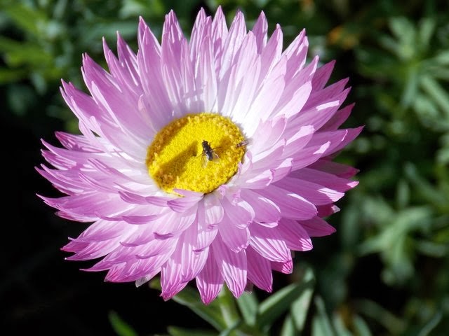 Nana On The Farm: SOME NATIVE FLOWERS OUT.