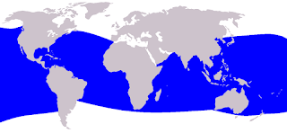 Cüce ispermeçet balinasının dağılım haritası
