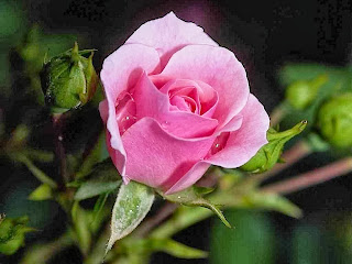 Gambar setangkai bunga mawar pink : Kumpulan Gambar 