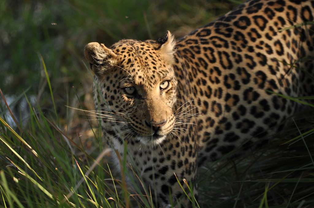 Explore Indialand: The Leopard Population Of India By Indian States