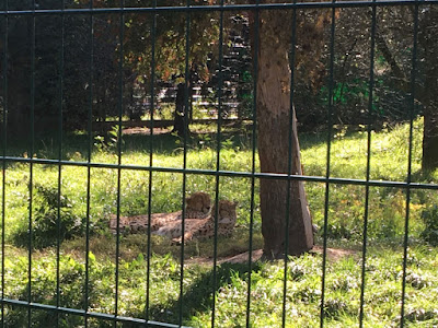 lamparty w śląskim ZOO w Chorzowie Śląski Ogród Zoologiczny Chorzów