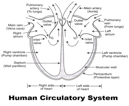 Human cirulatory system - मानव परिसंचरण तंत्र | वाहिका तंत्र : संरचना, कार्य और तथ्य