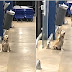 Vídeo: cachorro é visto cumprimentando pessoas em frente de supermercado