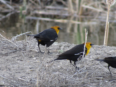 yellow-headed blackbirds