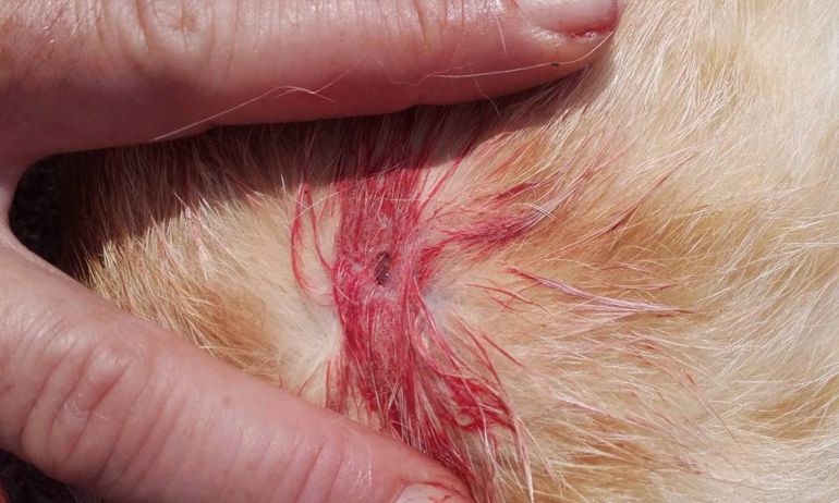 Se dedican a disparar indiscriminadamente a gatos callejeros