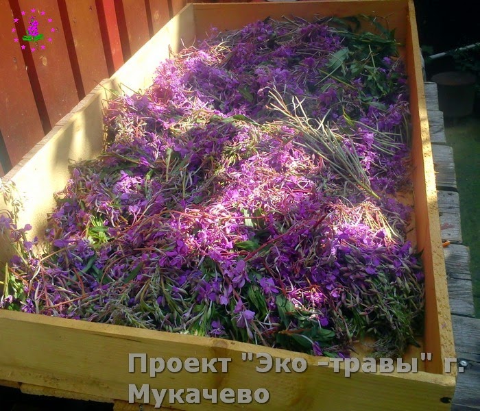 В'ялення Іван чаю Іван чай підготовка до ферментації
