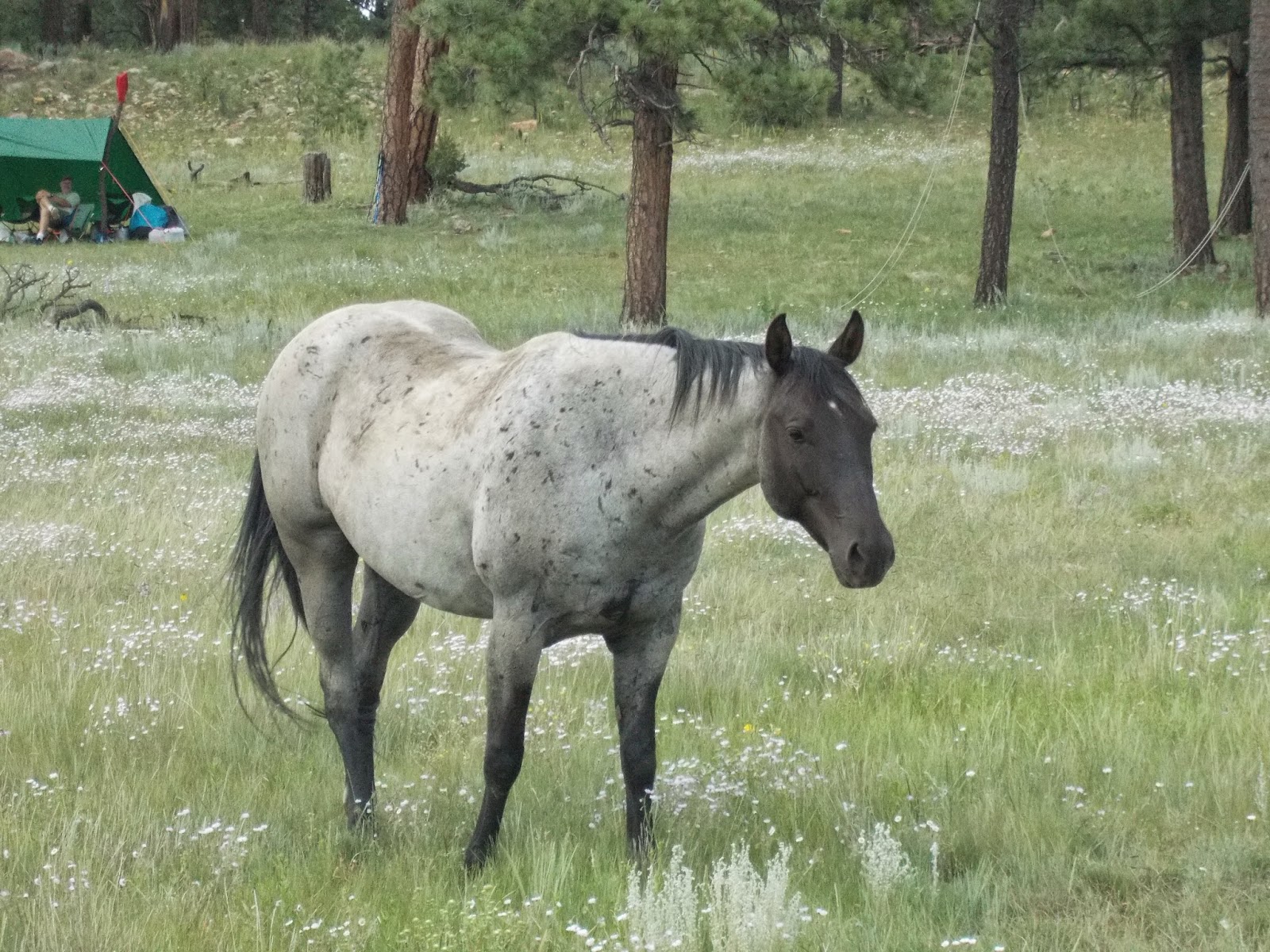 scott's ravings: Philmont Scout Ranch - Day Three - Cook Canyon to Ring ...