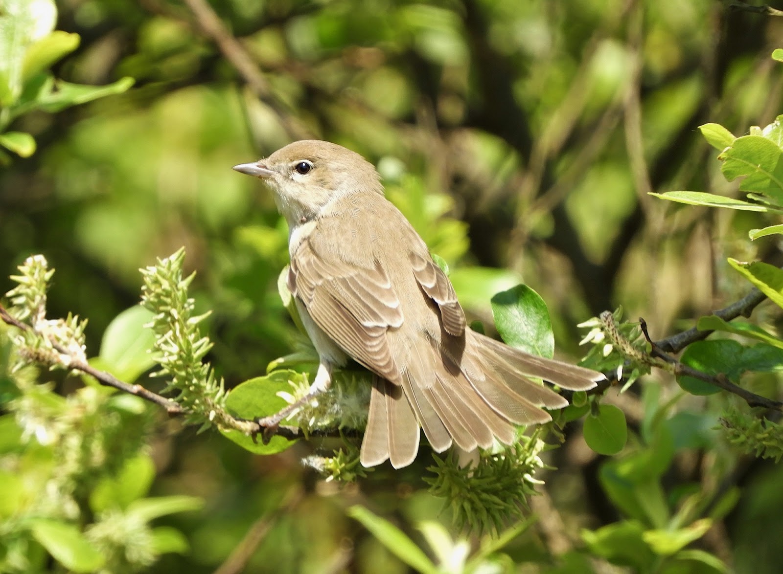 Lundy Bird Observatory Sightings Archive 7th to 10th May Golden