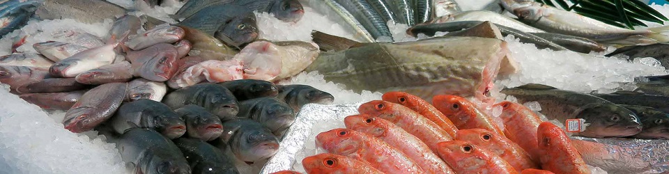 Supplier ikan tuna di Bali , Supplier Seafood di Bali