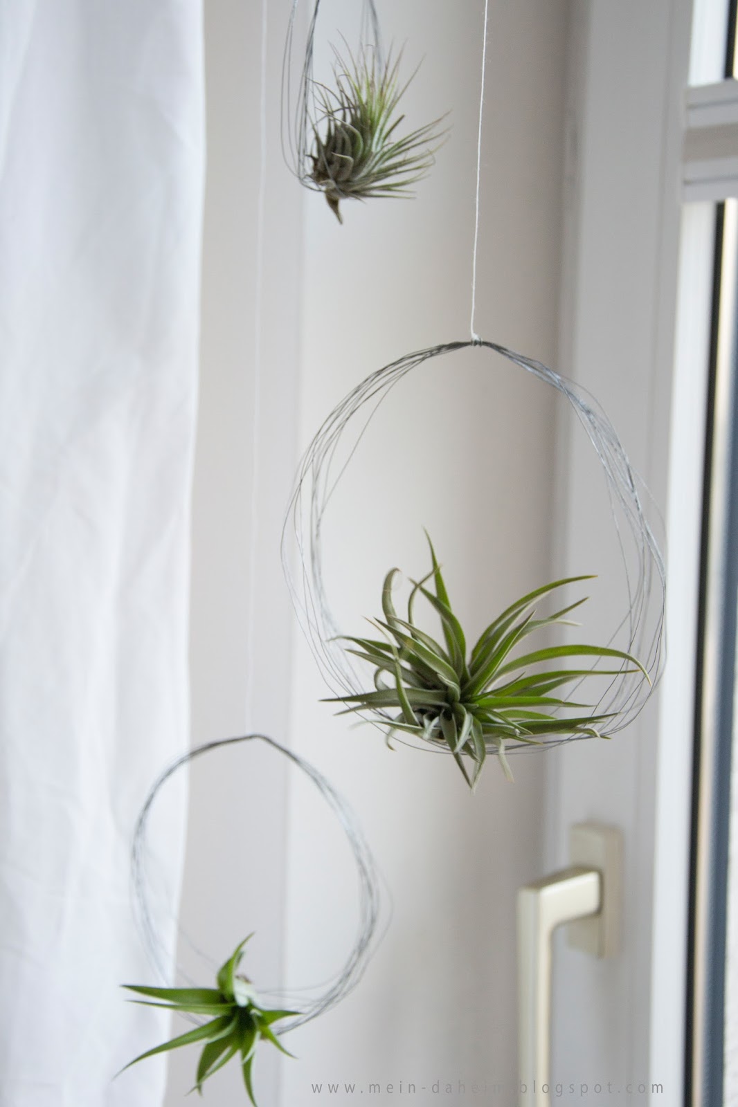 mein-daheim: #DIY | Tillandsien aka Luftpflanzen aufhängen
