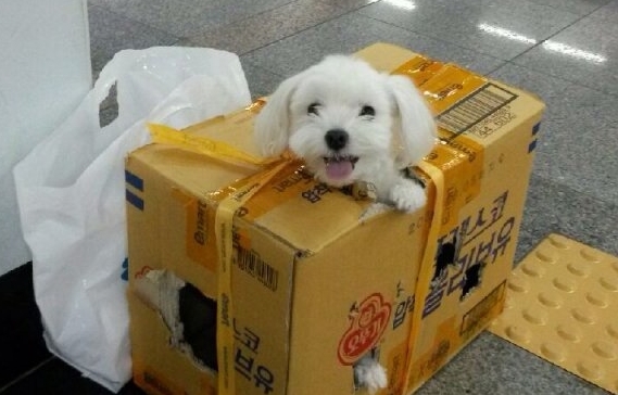 멀리가서 해맑은 강아지.jpg2