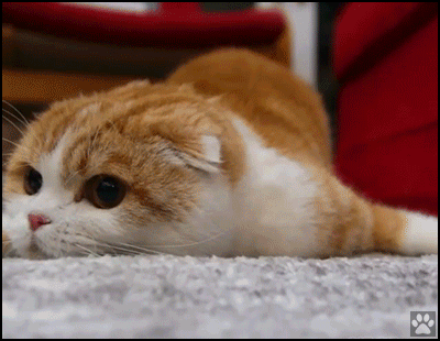 Funny Cat GIF • 'Waffles' the Cat swimming on floor. He looks like a baby seal Funny Cat GIF • 'Waffles' the Cat swimming on floor. He looks like a baby seal
