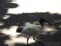 Tagged Australian white ibis, Royal Botanic Gardens, Sydney - photo by Denise Motard