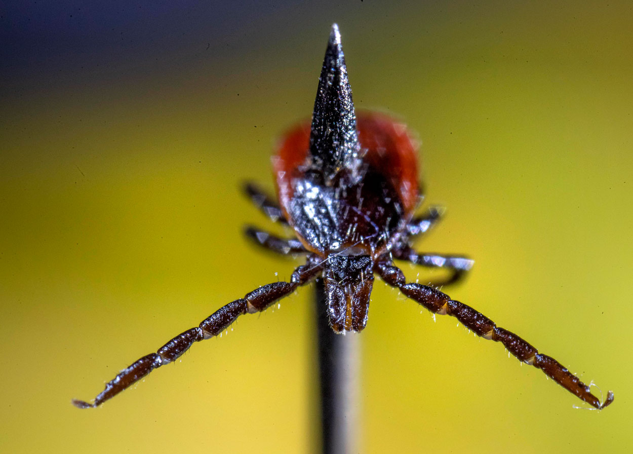 Robin Loznak Photography: Disease vector interrupted