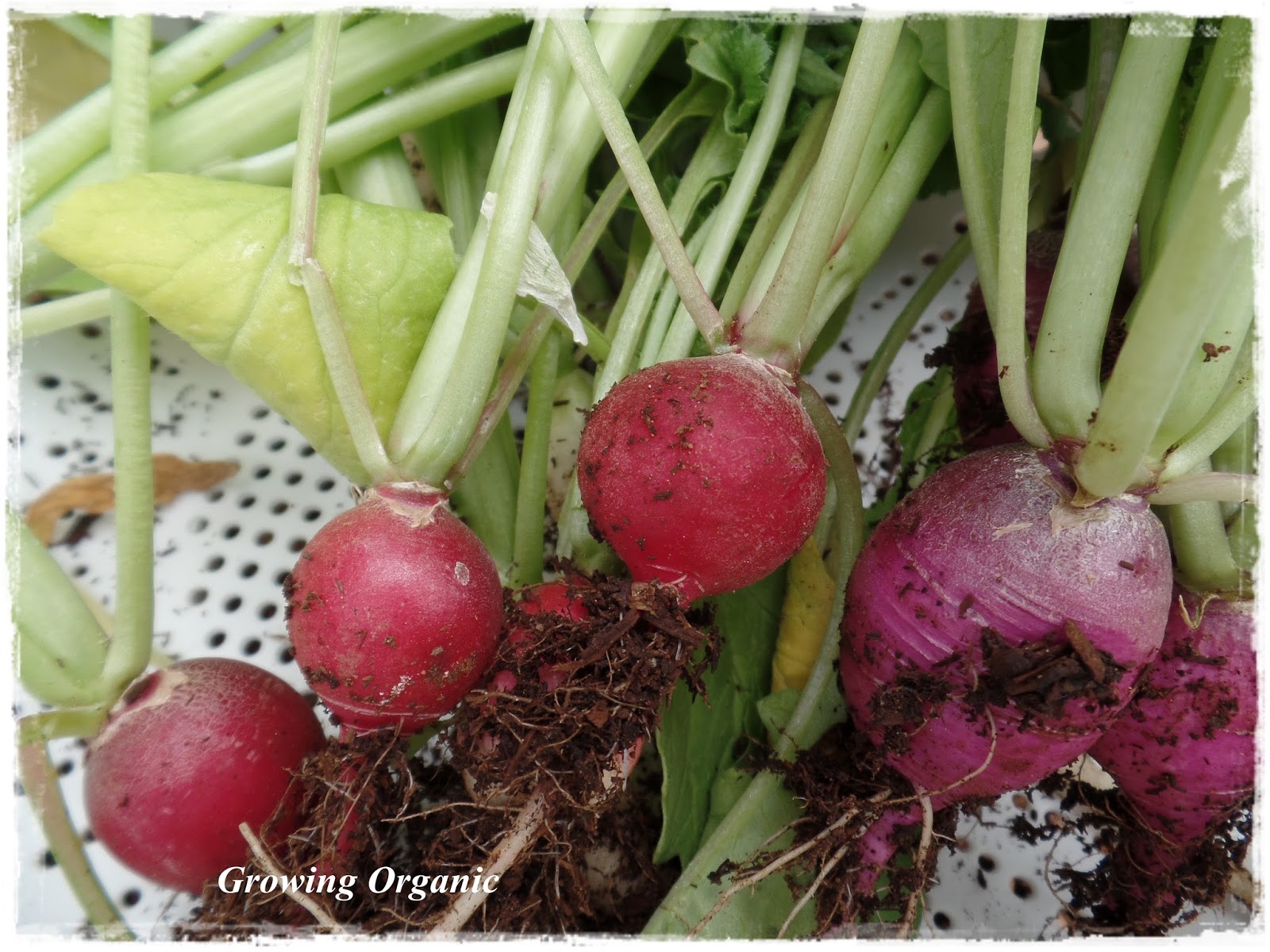 Growing Organic Fall Root Crops