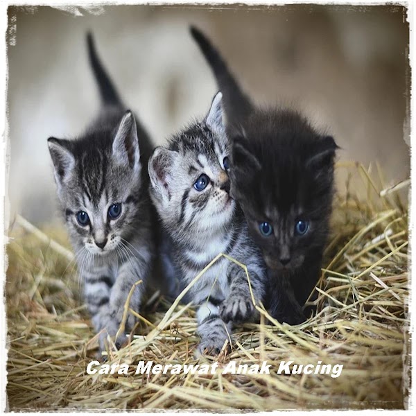 Cara Merawat Anak Kucing yang Baru Lahir Agar Tidak Mati Cara Merawat Anak Kucing yang Baru Lahir Agar Tidak Mati