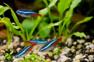 LOS PECES Y SUS CARACTERÍSTICAS EN EL ACUARIO LOS PECES Y SUS CARACTERÍSTICAS EN EL ACUARIO