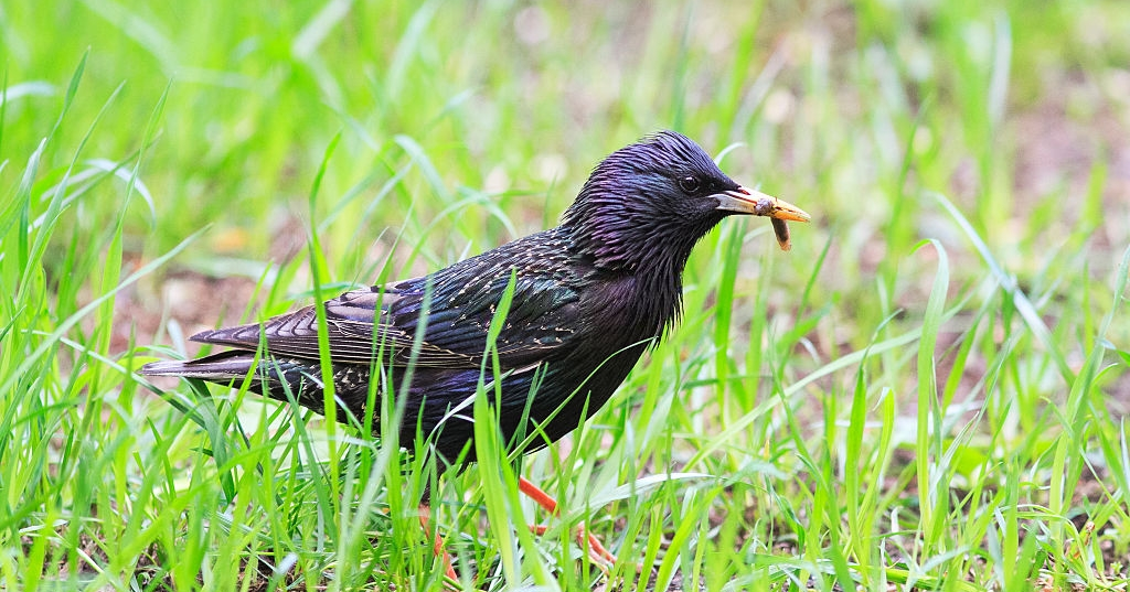 Do Birds Eat Maggots? Are They Harmful to Birds?