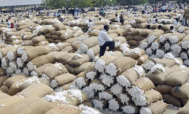 the gujarat bajar samachar rising cotton price agriculture in Saurashtra as Tamil Nadu new cotton market revenue continues