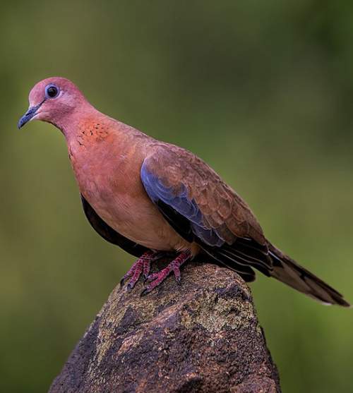 Laughing dove Birds of India Bird World