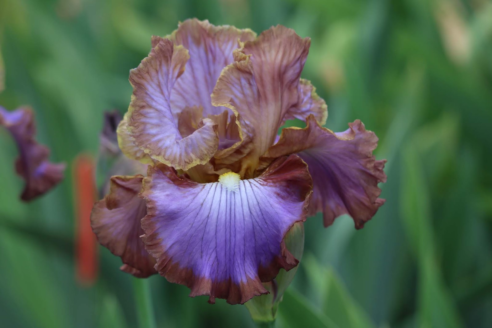 ирис королевский белый. ирисы бородатые стандарты светло розовые фолы светло лавандовые. ирис раджа брук. ирис бородатый микс. ирис carnival ride.